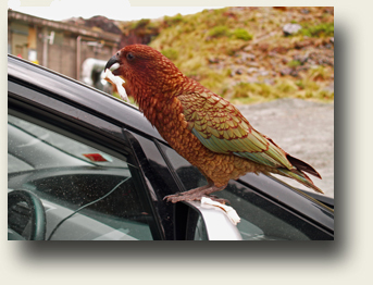 Kea am Homer Tunnel
