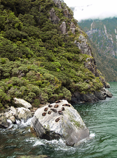 Milford Sound Seeloewen02