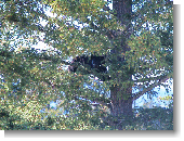 Anklicken zum vergr�ssern !