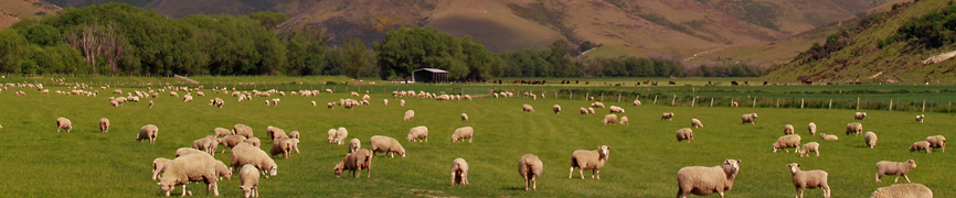 Sheeps near Mossburn