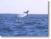 Anklicken zum vergr�ssern !