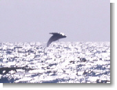 Anklicken zum vergr�ssern !