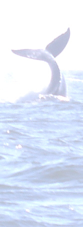 Whalewatching left light